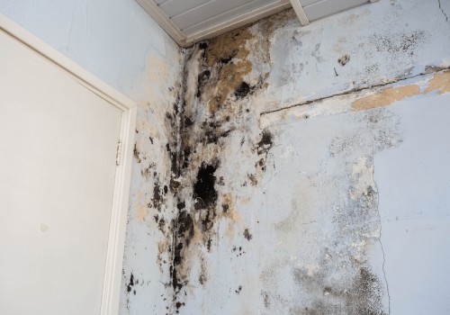 The Hidden Dangers of Water Leaks: How Mold Can Thrive Even After Repairs