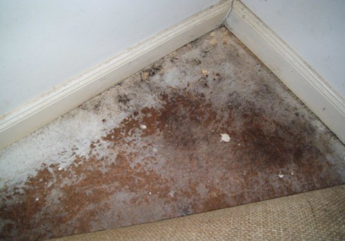 Expert Tips for Assessing Water Damage in Your Home: A Comprehensive Guide